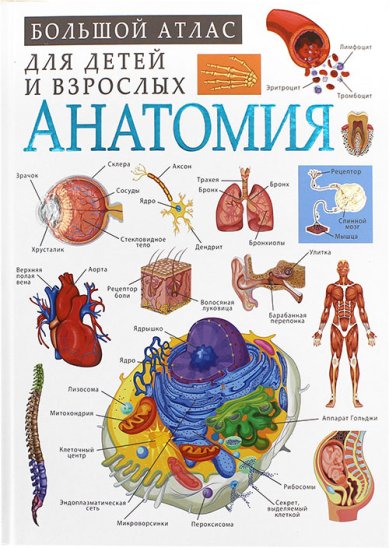 Книги Анатомия. Большой атлас для детей и взрослых